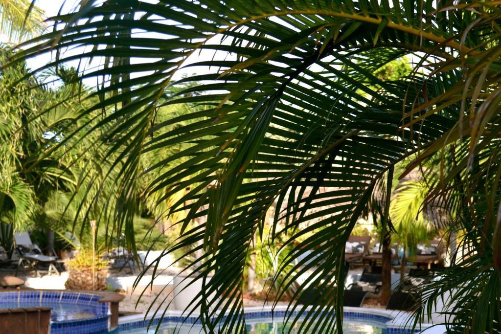 Bananas Apartments Adults Only Palm Beach Dış mekan fotoğraf